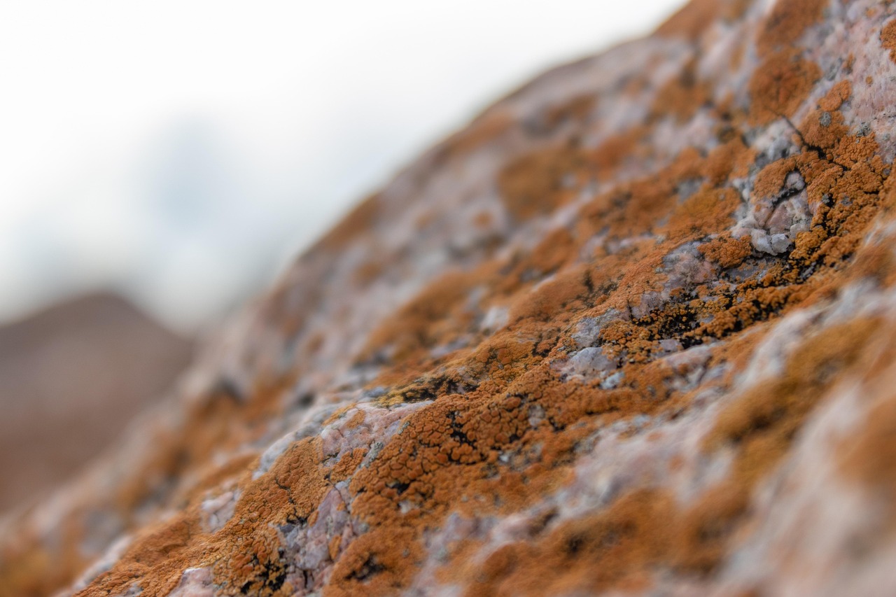 Zwammen bestrijden: hoe je snel en effectief handelt